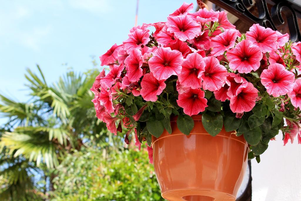 Apartments Garden ロヴィニ エクステリア 写真